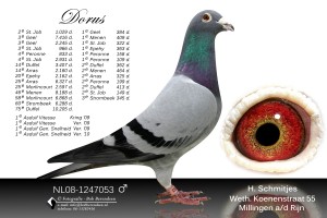 08-NL08-1247053-M-met-oog
