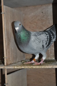 DSC_0327[1]